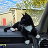 Sylvester is registered to the contest to win money with this photo: cat, tuxedo_cat, black_and_white, pet, animal, dashboard, car_interior, vehicle, white_paws, whiskers, ears, feline, sitting, lounging, outdoor, trees, blue_sky, clouds, sunlight, batman_sticker
