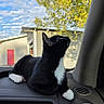 Sylvester joined the competition — help win amazing prizes! cat, tuxedo_cat, black_cat, white_paws, white_chest, animal, pet, feline, sitting, dashboard, car_interior, vehicle, windshield, outdoors, autumn, trees, blue_sky, clouds, portrait, cute