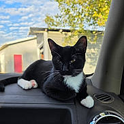 Sylvester is registered to the contest to win money with this photo: cat, tuxedo_cat, black_and_white, pet, animal, feline, whiskers, green_eyes, white_paws, pink_paw_pads, sitting, lounging, car, dashboard, vehicle_interior, outdoor, autumn, trees, blue_sky, portrait