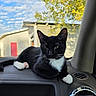 cat, tuxedo_cat, black_and_white, pet, animal, feline, whiskers, green_eyes, white_paws, pink_paw_pads, sitting, lounging, car, dashboard, vehicle_interior, outdoor, autumn, trees, blue_sky, portrait