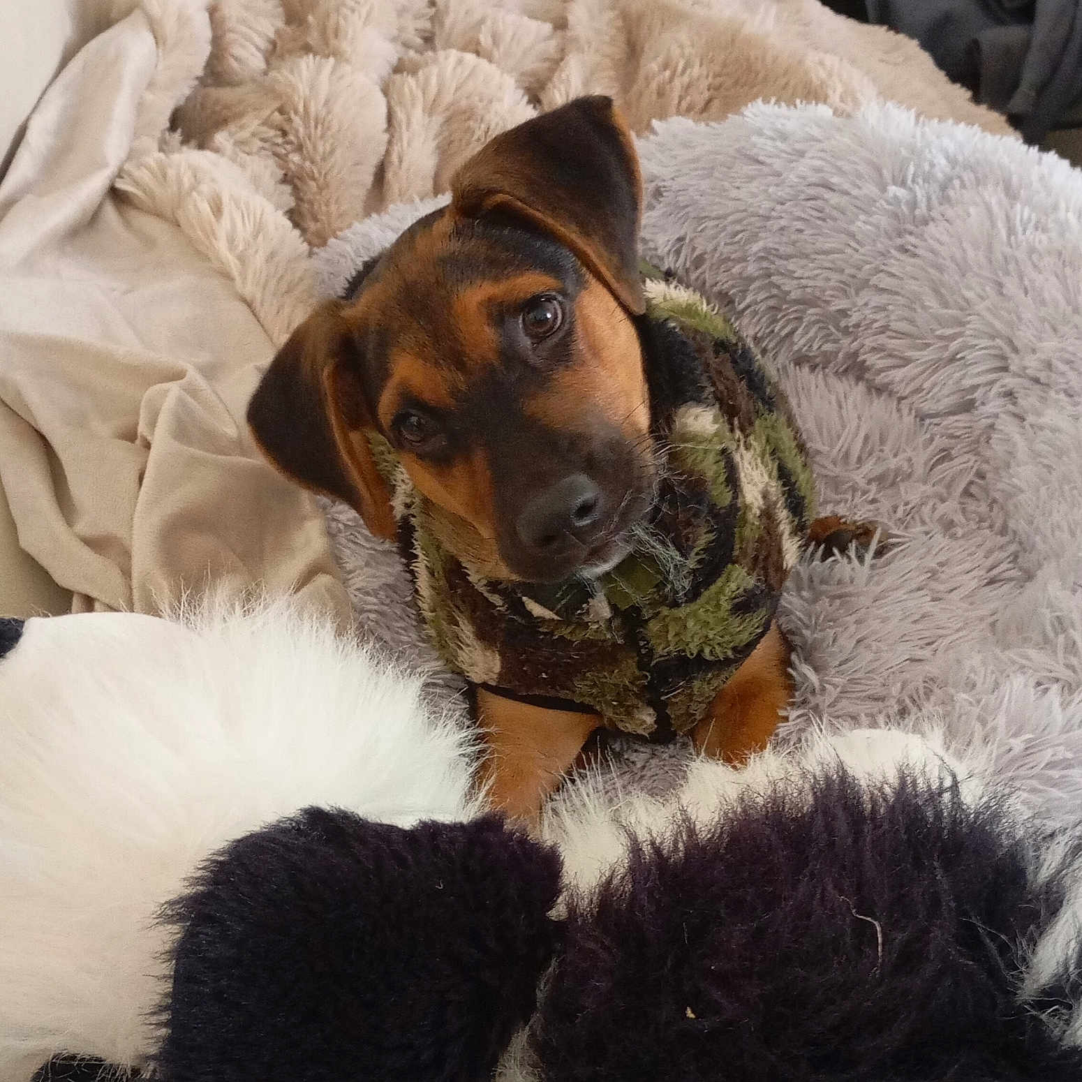 Vladuț participe au concours pour gagner de l'argent avec cette photo : animal, beagle, blanket, canine, cat, clothing, couch, cushion, dog, face, fur, furniture, head, homedecor, hound, person, pet, photography, portrait, puppy