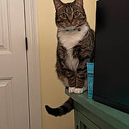 Tiger joined the competition — help win amazing prizes! cabinet, cat, curious, domestic, door, eyes, feline, furniture, household, indoor, looking_at_camera, paws, perched, pet, skincare_product, tabby_cat, tail, tube, white_door, yellow_wall