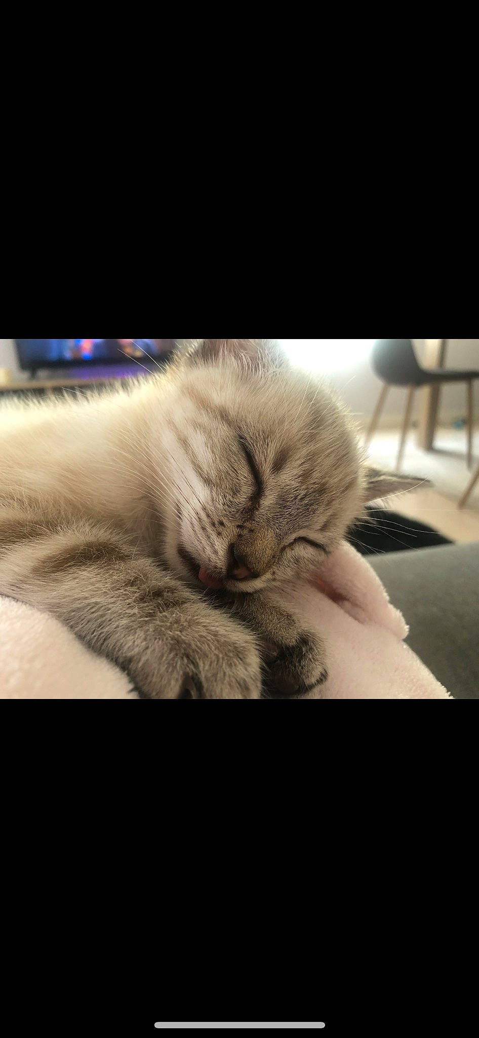 Raichu participe au concours pour gagner de l'argent avec cette photo : carnivore, cat, claw, close_up, cloud, comfort, companion_dog, domestic_short_haired_cat, felidae, fur, gesture, mammal, monochrome_photography, paw, small_to_medium_sized_cats, snout, tail, textile, vertebrate, whiskers