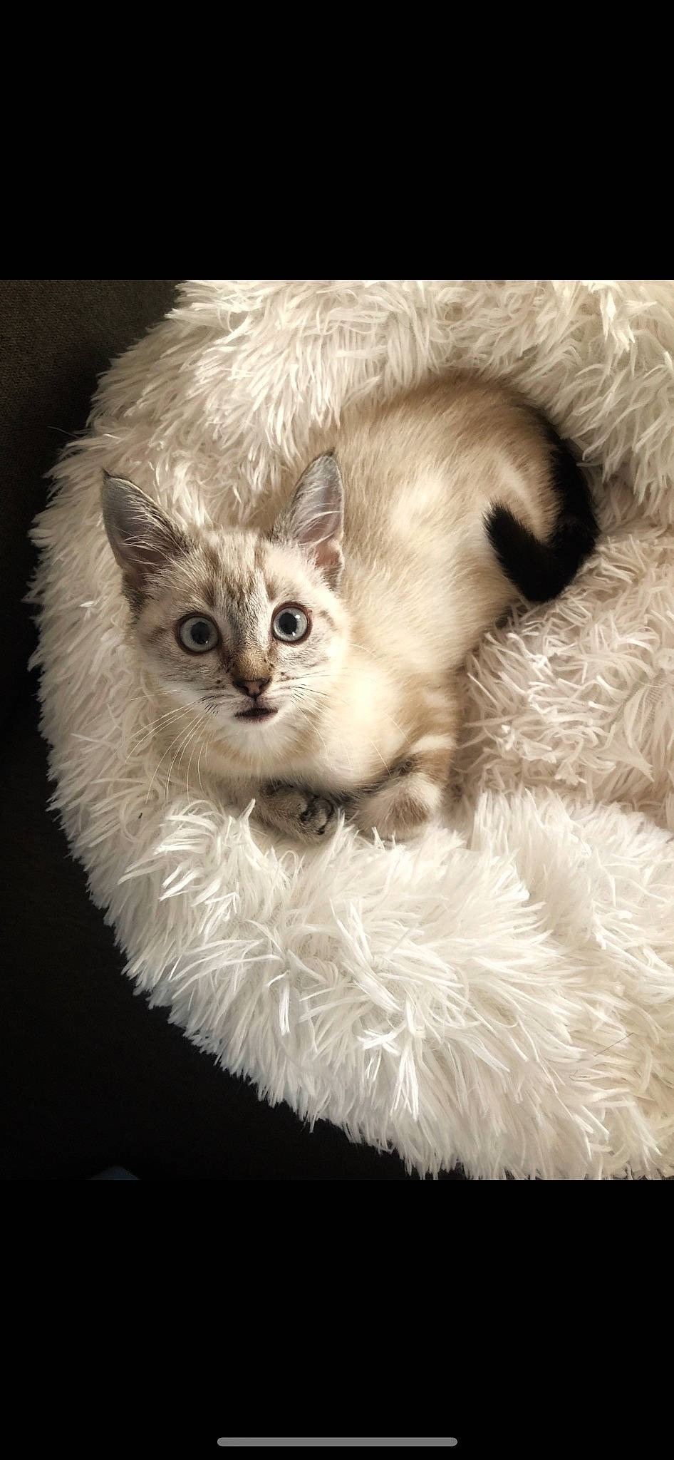 Raichu a rejoint le concours — aidez-le/la à gagner de superbes lots ! art, carnivore, cat, eye, fawn, felidae, fur, illustration, iris, laperm, monochrome, monochrome_photography, paw, plant, small_to_medium_sized_cats, snout, tail, terrestrial_animal, whiskers, window