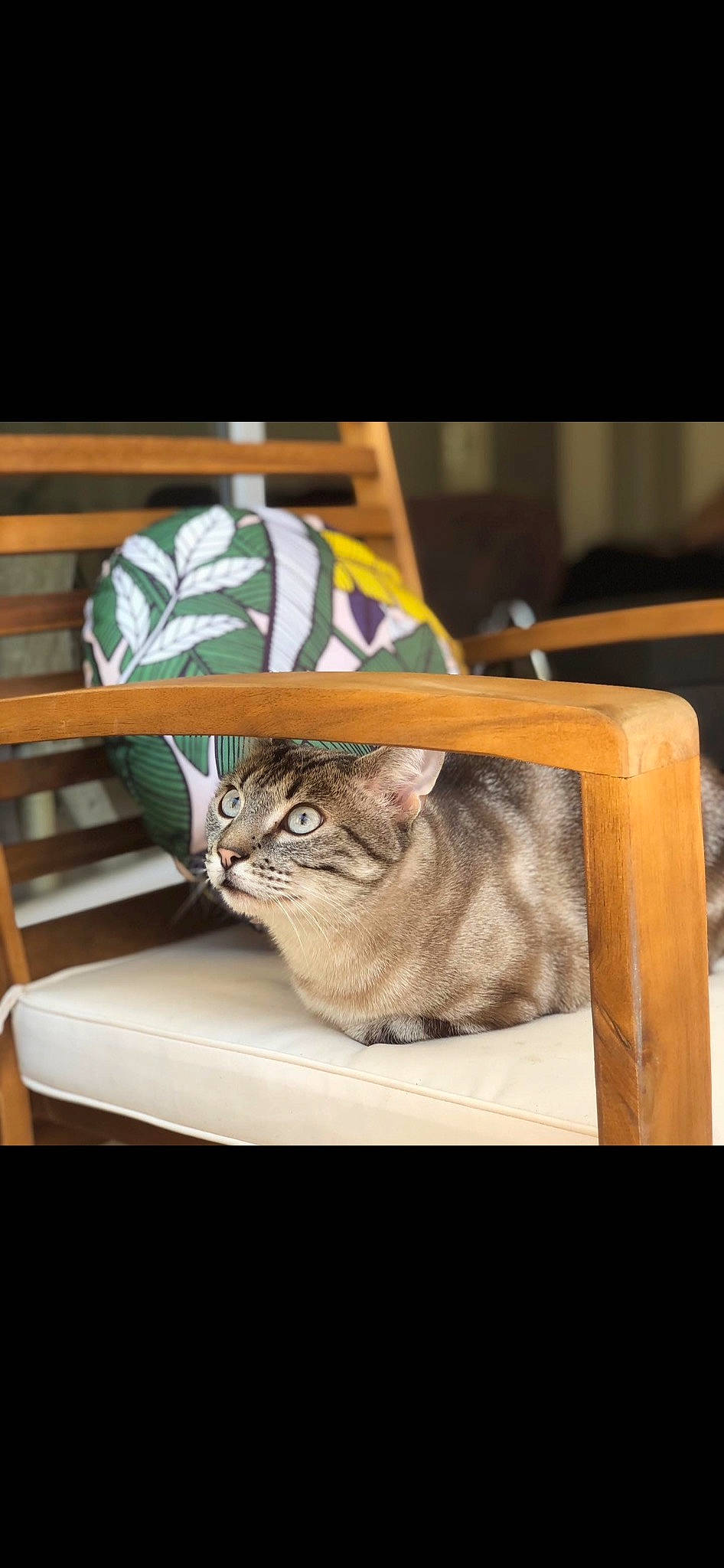 Raichu participe au concours pour gagner de l'argent avec cette photo : carnivore, cat, cat_bed, cat_supply, comfort, domestic_short_haired_cat, fawn, felidae, fur, hardwood, hat, linens, rectangle, room, small_to_medium_sized_cats, table, tail, whiskers, window, wood