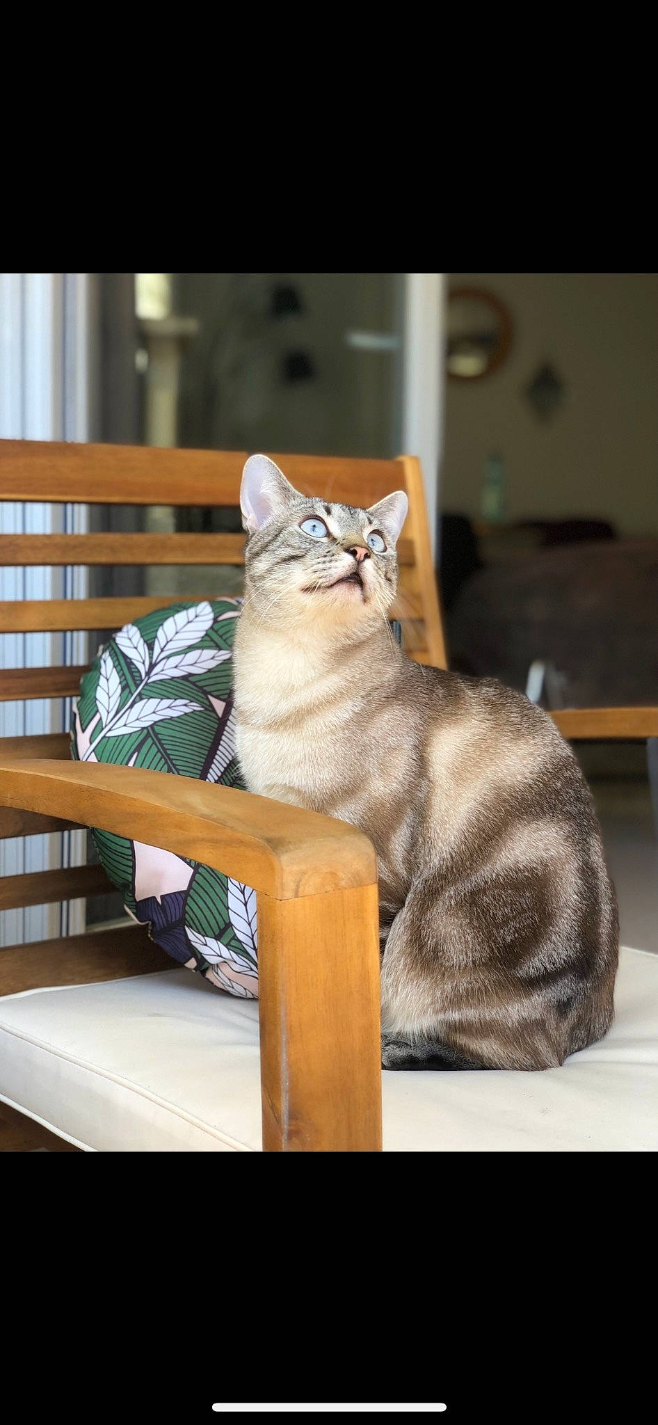 Raichu a rejoint le concours — aidez-le/la à gagner de superbes lots ! carnivore, cat, chair, comfort, domestic_short_haired_cat, fawn, felidae, flooring, fur, grey, hardwood, paw, room, sitting, small_to_medium_sized_cats, table, tail, whiskers, window, wood