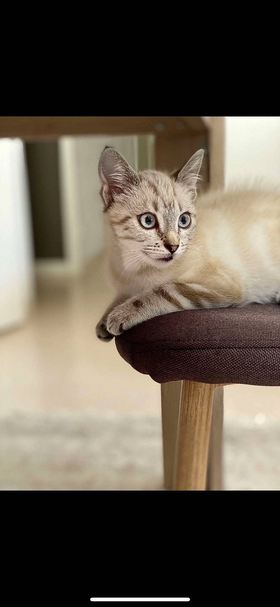 Raichu a rejoint le concours — aidez-le/la à gagner de superbes lots ! carnivore, cat, cat_supply, chair, comfort, domestic_short_haired_cat, fawn, felidae, fur, paw, pet_supply, photo_caption, sitting, small_to_medium_sized_cats, snout, tail, terrestrial_animal, whiskers, wildlife, wood