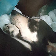 Ula participe au concours pour gagner de l'argent avec cette photo : animal, blanket, calm, closeup, comfort, cozy, cute, dog, fur, indoors, nap, paw, peaceful, pet, relaxation, rest, sleeping, snuggle, soft, warm