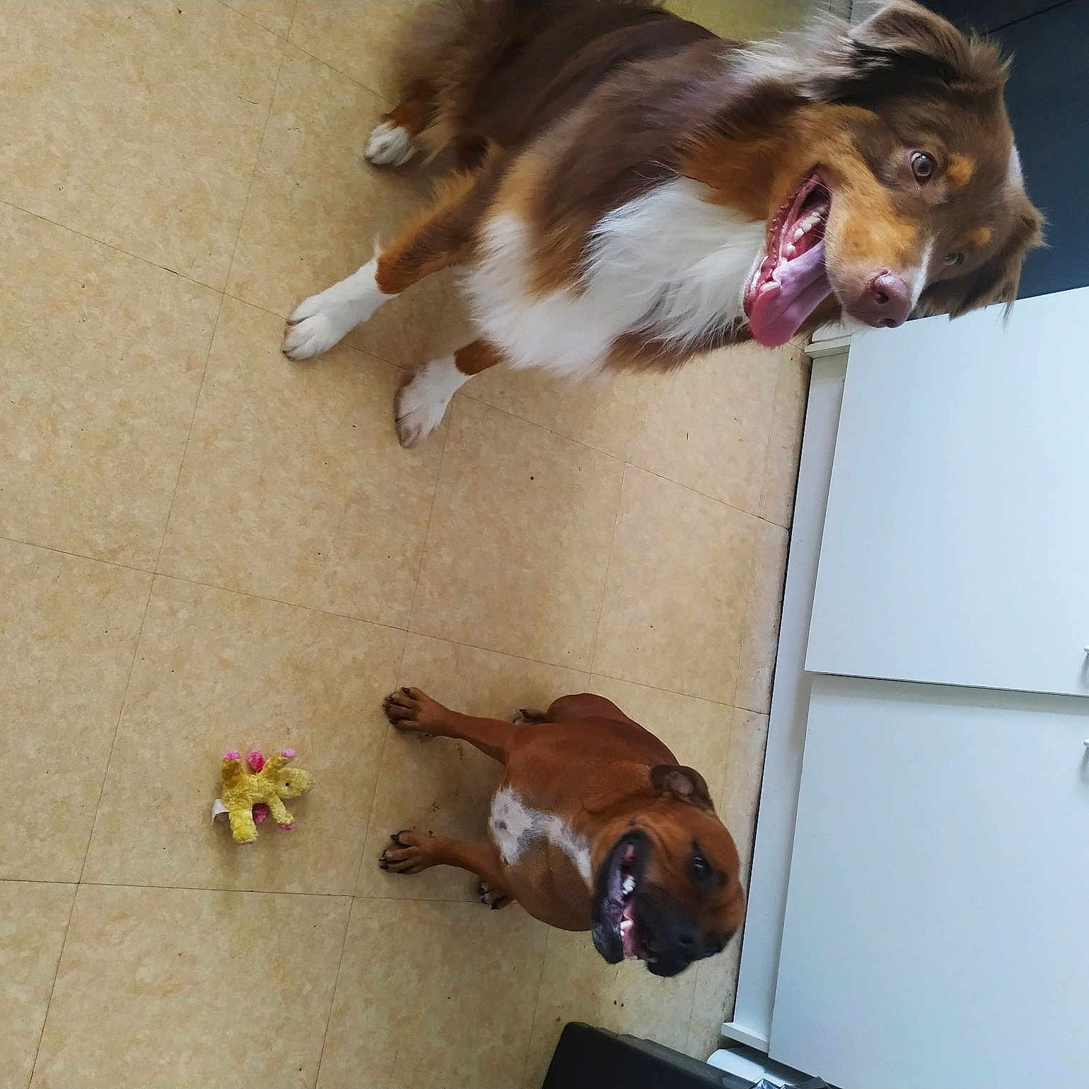 Rasco