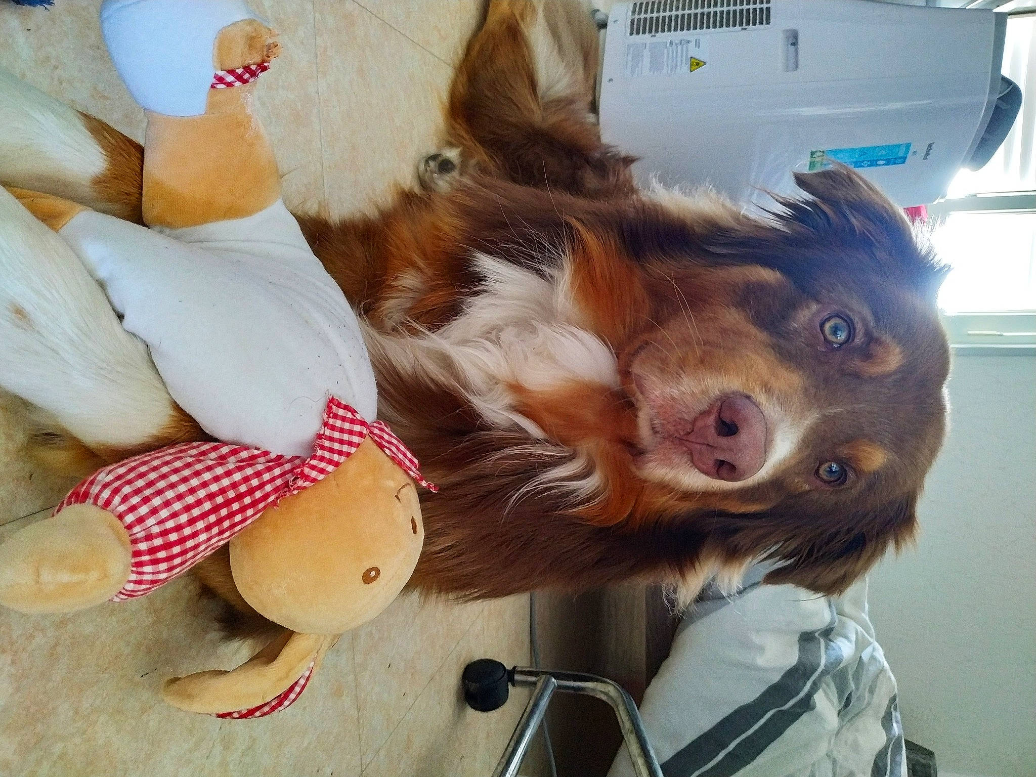 Rasco a rejoint le concours — aidez-le/la à gagner de superbes lots ! canidae, carnivore, companion_dog, dog, dog_breed, ear, happy, jaw, liver, nose, puppy_love, selfie, spaniel, sporting_group