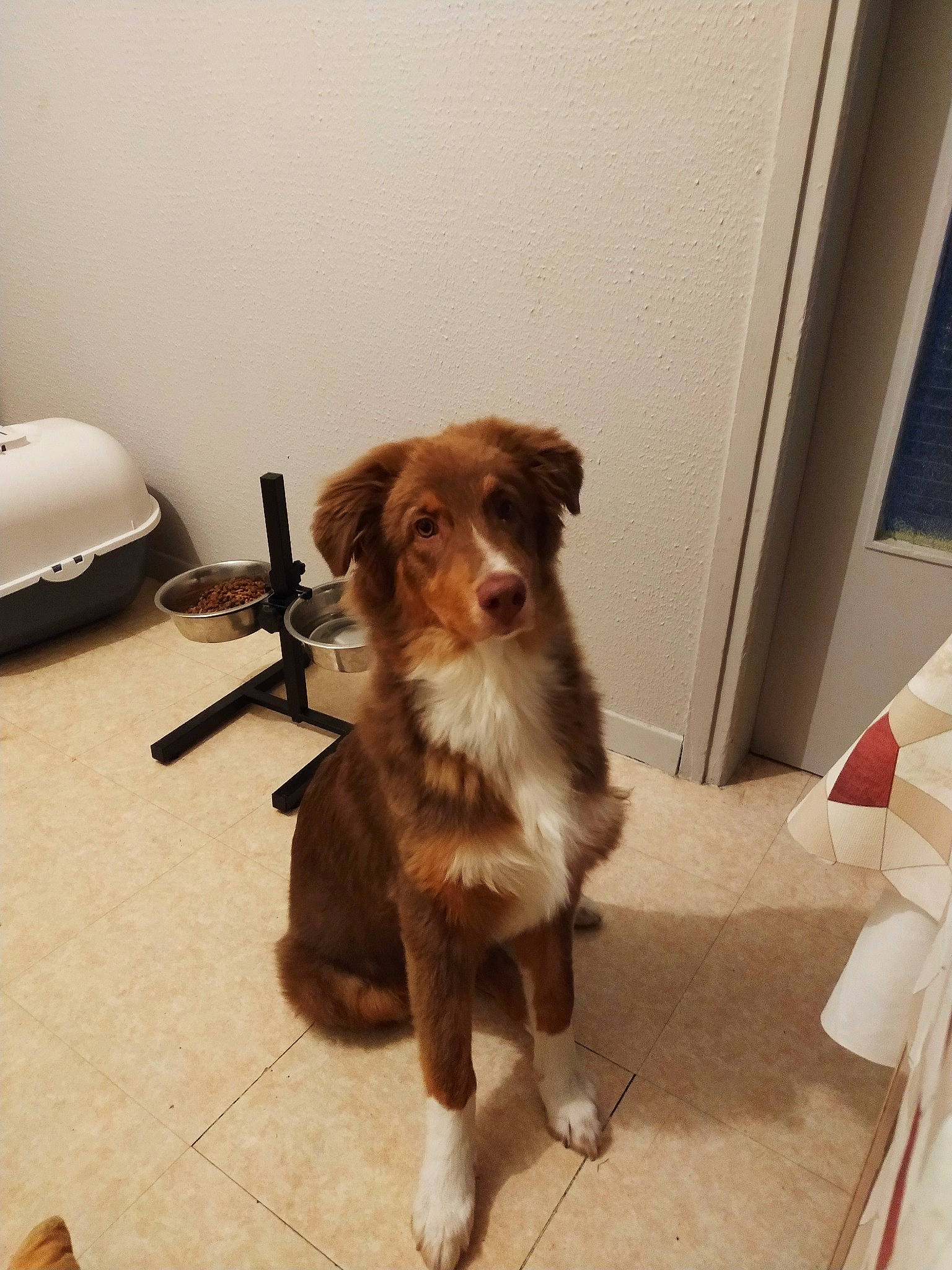 Rasco participe au concours pour gagner de l'argent avec cette photo : australian_shepherd, border_collie, canidae, carnivore, companion_dog, dog, dog_breed, floor, kooikerhondje, mammal, miniature_australian_shepherd, small_greek_domestic_dog, sporting_group, working_dog