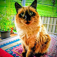 Lou Gatoun participe au concours pour gagner de l'argent avec cette photo : cat, fluffy, green_eyes, quilt, blanket, indoor, window, plants, pot, garden, furniture, pet, animal, sitting, portrait, furry, colorful, cozy, domestic, cute