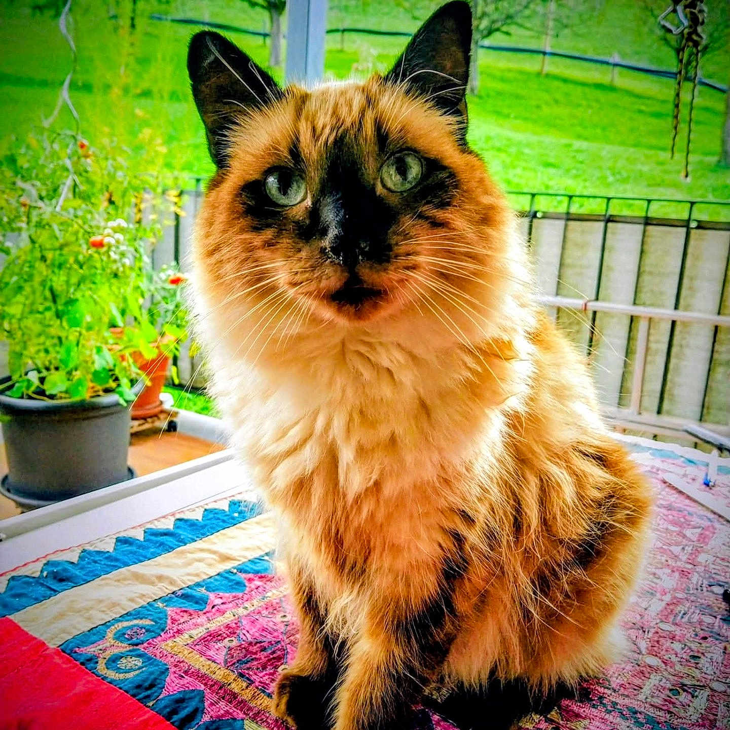 Lou Gatoun participe au concours pour gagner de l'argent avec cette photo : animal, blanket, cat, colorful, cozy, cute, domestic, fluffy, furniture, furry, garden, green_eyes, indoor, pet, plants, portrait, pot, quilt, sitting, window