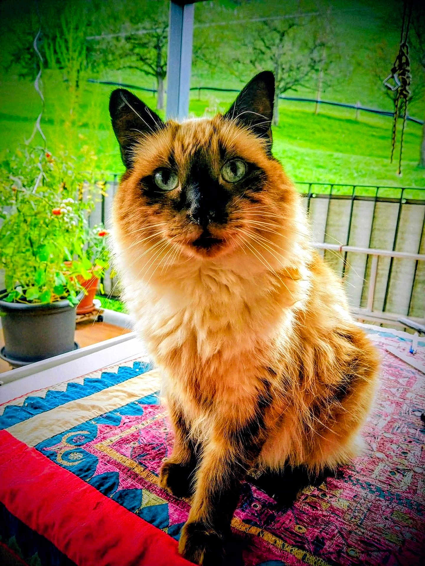Lou Gatoun participe au concours pour gagner de l'argent avec cette photo : cat, fluffy, green_eyes, quilt, blanket, indoor, window, plants, pot, garden, furniture, pet, animal, sitting, portrait, furry, colorful, cozy, domestic, cute