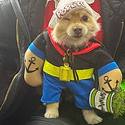 Popeye is registered to the contest to win money with this photo: dog, costume, popeye, winking, tattoo, anchor, spinach_can, puppy, pet, clothing, hat, person, sitting, funny, cute, indoor, jacket, gold_chain, red_scarf, blue_pants