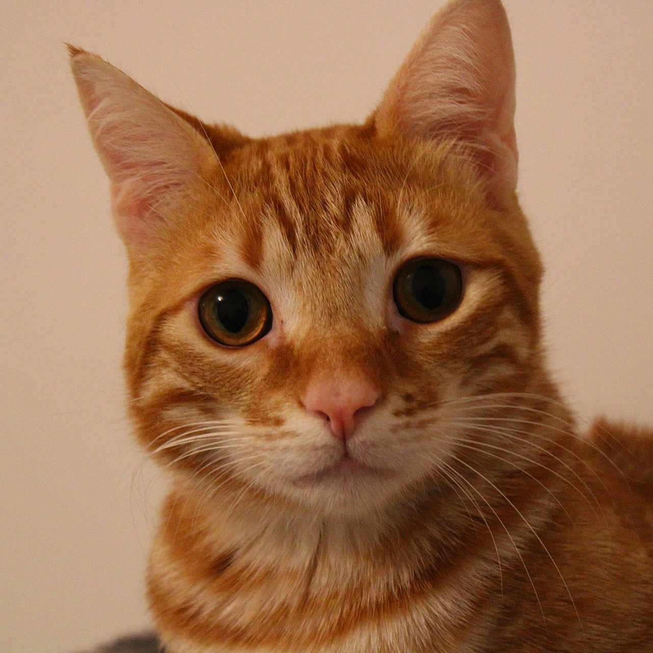 Tiko