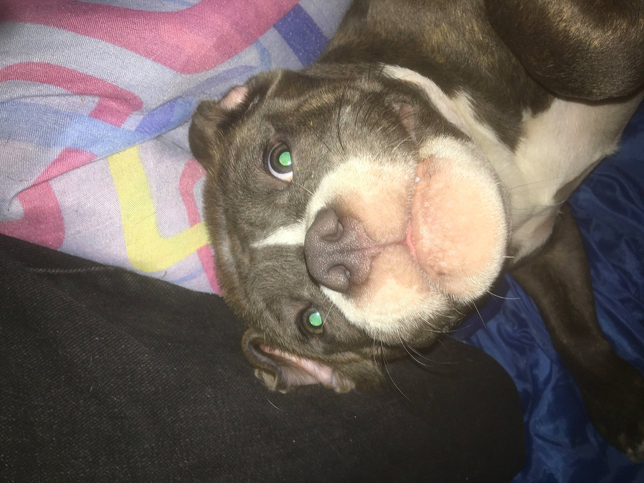 Prada a rejoint le concours — aidez-le/la à gagner de superbes lots ! boston_terrier, canidae, carnivore, comfort, companion_dog, dog, dog_breed, ear, fawn, fur, grey, non_sporting_group, snout, sporting_group, whiskers, working_animal