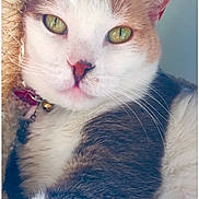 Mary Jane is registered to the contest to win money with this photo: animal, bell, cat, close_up, collar, cute, domestic, ear, feline, focus, fur, green_eyes, indoor, muzzle, pet, pink_nose, portrait, relaxed, soft_texture, whiskers
