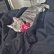 Peeway is registered to the contest to win money with this photo: cat, tabby, sleeping, toy, red, blanket, black, indoor, furniture, cat_tree, pet, cozy, relaxed, fur, whiskers, domestic, animal, resting, bedroom, comfort