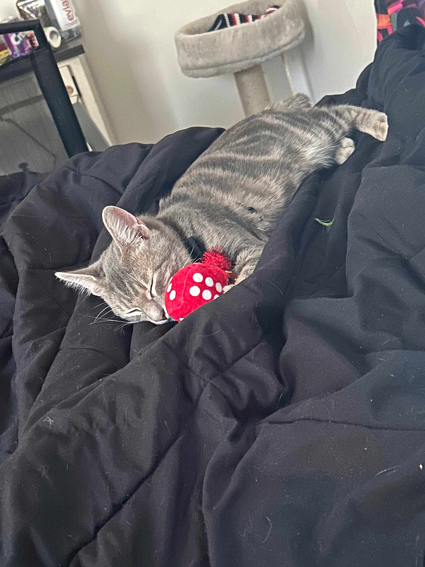 Peeway is registered to the contest to win money with this photo: cat, tabby, sleeping, toy, red, blanket, black, indoor, furniture, cat_tree, pet, cozy, relaxed, fur, whiskers, domestic, animal, resting, bedroom, comfort