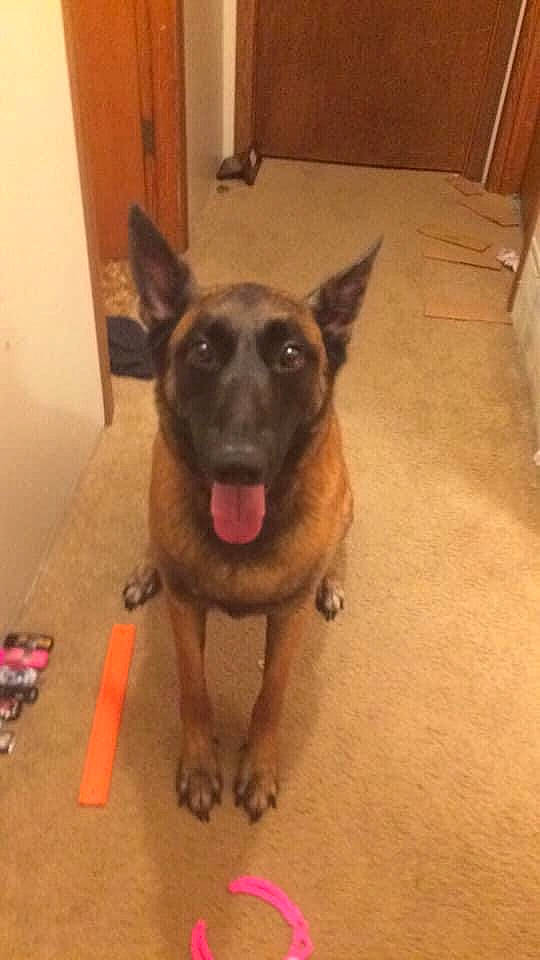 Koba is registered to the contest to win money with this photo: canidae, carnivore, companion_dog, dog, dog_breed, fawn, floor, flooring, fur, german_shepherd_dog, guard_dog, hardwood, king_shepherd, old_german_shepherd_dog, snout, sporting_group, whiskers, wood, working_animal, working_dog