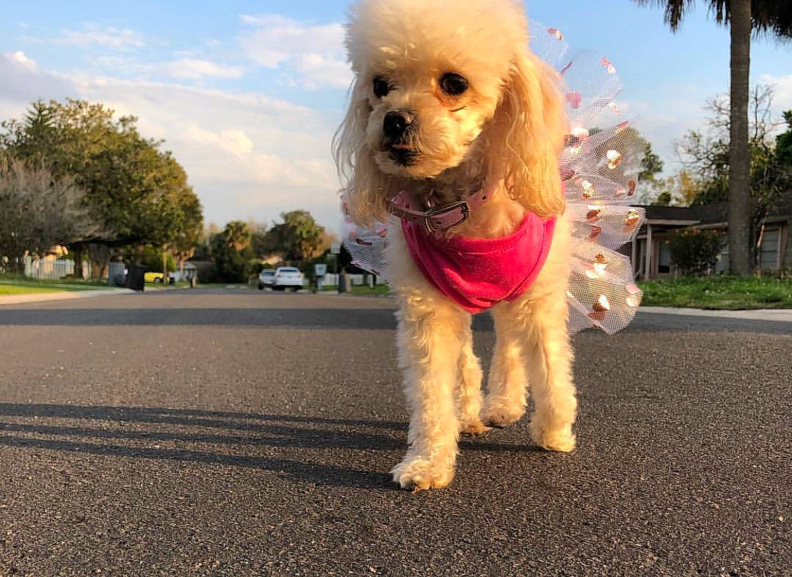 Khloe joined the competition — help win amazing prizes! american_cocker_spaniel, canidae, carnivore, cockapoo, companion_dog, dog, dog_breed, dog_walking, leash, maltepoo, mammal, miniature_poodle, non_sporting_group, poodle, poodle_crossbreed, snout, sporting_group, standard_poodle, toy_poodle, vertebrate