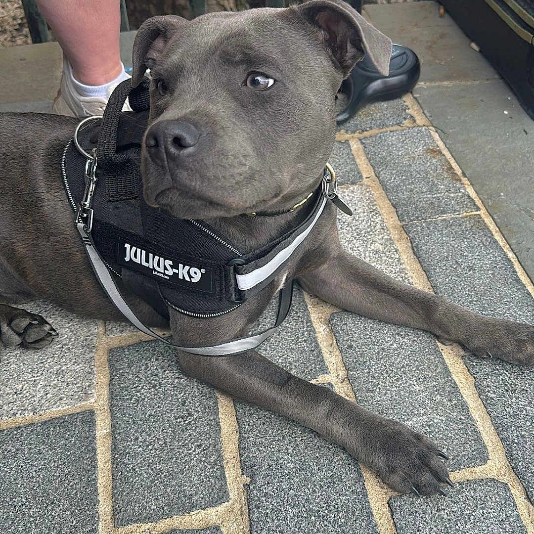 Blu is registered to the contest to win money with this photo: accessories, animal, bulldog, canine, clothing, dog, flagstone, footwear, path, person, pet, pitbull, puppy, runningshoe, sandal, shoe, slate, sneaker, strap, walkway