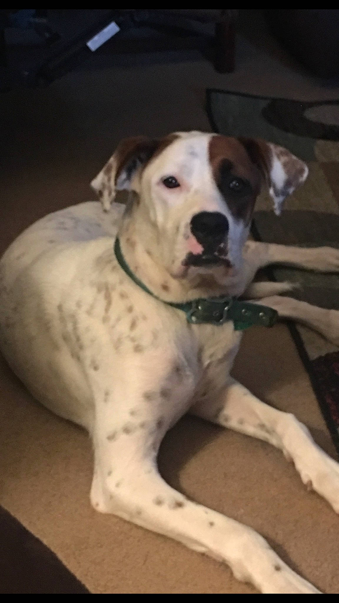 Serena joined the competition — help win amazing prizes! american_bulldog, bully_kutta, canidae, carnivore, catahoula_bulldog, dog, dog_breed, dogo_guatemalteco, fawn, great_dane, mammal, non_sporting_group, pit_bull, rare_breed_dog, snout, sporting_group, valley_bulldog, vertebrate, working_dog