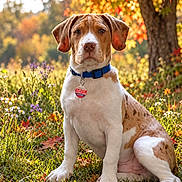 Ana Busi joined the competition — help win amazing prizes! animal, autumn, blue_collar, brown_and_white, dog, fall, floppy_ears, foliage, grass, leaves, meadow, nature, outdoor, pet, portrait, puppy, sitting, sunlight, tag, wildflowers
