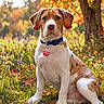 animal, autumn, blue_collar, brown_and_white, dog, fall, floppy_ears, foliage, grass, leaves, meadow, nature, outdoor, pet, portrait, puppy, sitting, sunlight, tag, wildflowers