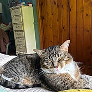 Bootie joined the competition — help win amazing prizes! cat, tabby, sleeping, bed, quilt, indoor, furniture, dresser, wooden_wall, cozy, relaxed, pet, animal, whiskers, fur, sunlight, nap, home, comfort, cute