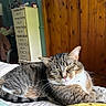 cat, tabby, sleeping, bed, quilt, indoor, furniture, dresser, wooden_wall, cozy, relaxed, pet, animal, whiskers, fur, sunlight, nap, home, comfort, cute