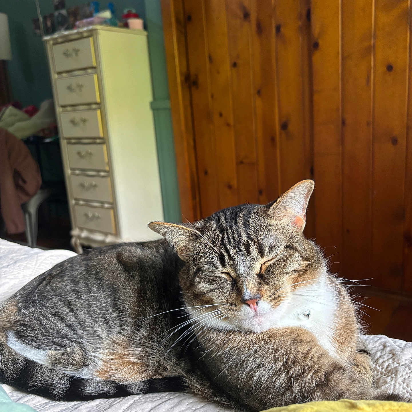 Bootie joined the competition — help win amazing prizes! cat, tabby, sleeping, bed, quilt, indoor, furniture, dresser, wooden_wall, cozy, relaxed, pet, animal, whiskers, fur, sunlight, nap, home, comfort, cute