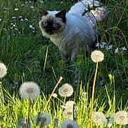 Aito participe au concours pour gagner de l'argent avec cette photo : animal, blue_eyes, cat, closeup, curious, dandelion, daylight, feline, fluffy, grass, greenery, mammal, meadow, nature, outdoor, pet, plants, spring, sunlight, wildflowers