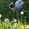 animal, blue_eyes, cat, closeup, curious, dandelion, daylight, feline, fluffy, grass, greenery, mammal, meadow, nature, outdoor, pet, plants, spring, sunlight, wildflowers