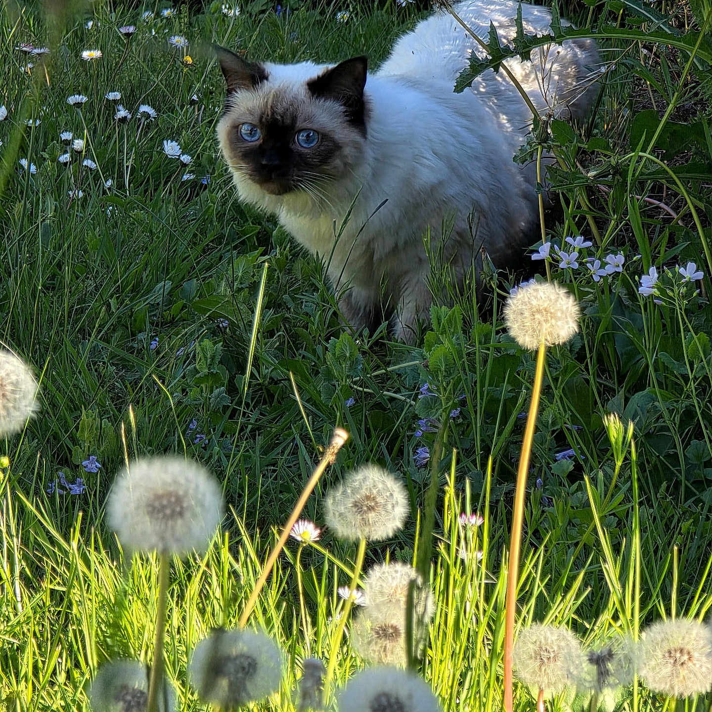 Aito participe au concours pour gagner de l'argent avec cette photo : animal, blue_eyes, cat, closeup, curious, dandelion, daylight, feline, fluffy, grass, greenery, mammal, meadow, nature, outdoor, pet, plants, spring, sunlight, wildflowers