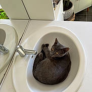 Sam a rejoint le concours — aidez-le/la à gagner de superbes lots ! cat, sink, bathroom, gray_cat, faucet, mirror, plant, cabinet, tile_floor, curled_up, pet, domestic_animal, indoor, white_sink, relaxed, looking_up, orange_eyes, clean, decor, cozy