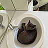 cat, sink, bathroom, gray_cat, faucet, mirror, plant, cabinet, tile_floor, curled_up, pet, domestic_animal, indoor, white_sink, relaxed, looking_up, orange_eyes, clean, decor, cozy