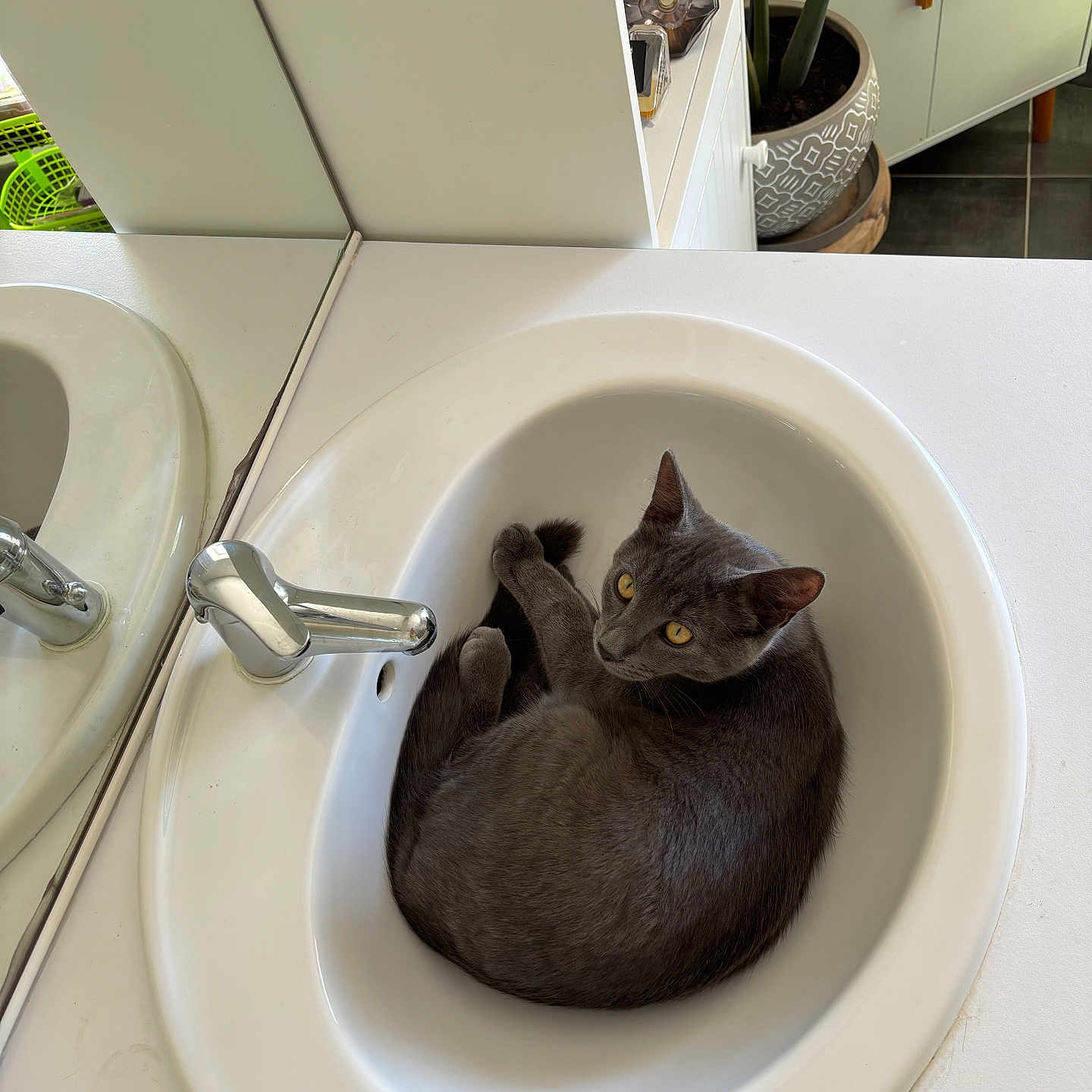 Sam a rejoint le concours — aidez-le/la à gagner de superbes lots ! cat, sink, bathroom, gray_cat, faucet, mirror, plant, cabinet, tile_floor, curled_up, pet, domestic_animal, indoor, white_sink, relaxed, looking_up, orange_eyes, clean, decor, cozy