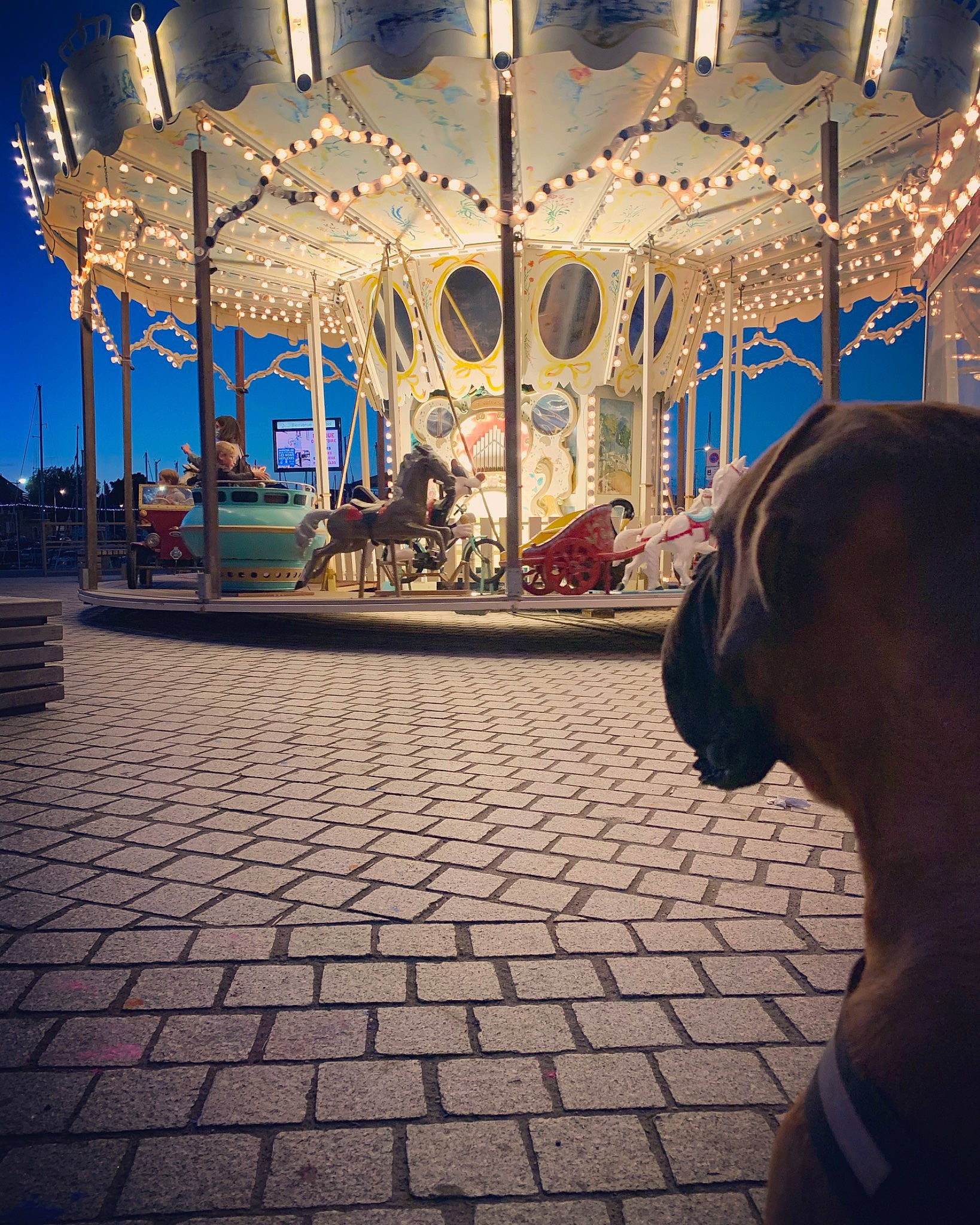 Gohan a rejoint le concours — aidez-le/la à gagner de superbes lots ! amusement_park, amusement_ride, canidae, carousel, cobblestone, collar, companion_dog, dog, dog_breed, dog_collar, fair, flagstone, horse, liver, nonbuilding_structure, pack_animal, park, sporting_group, working_animal, working_dog