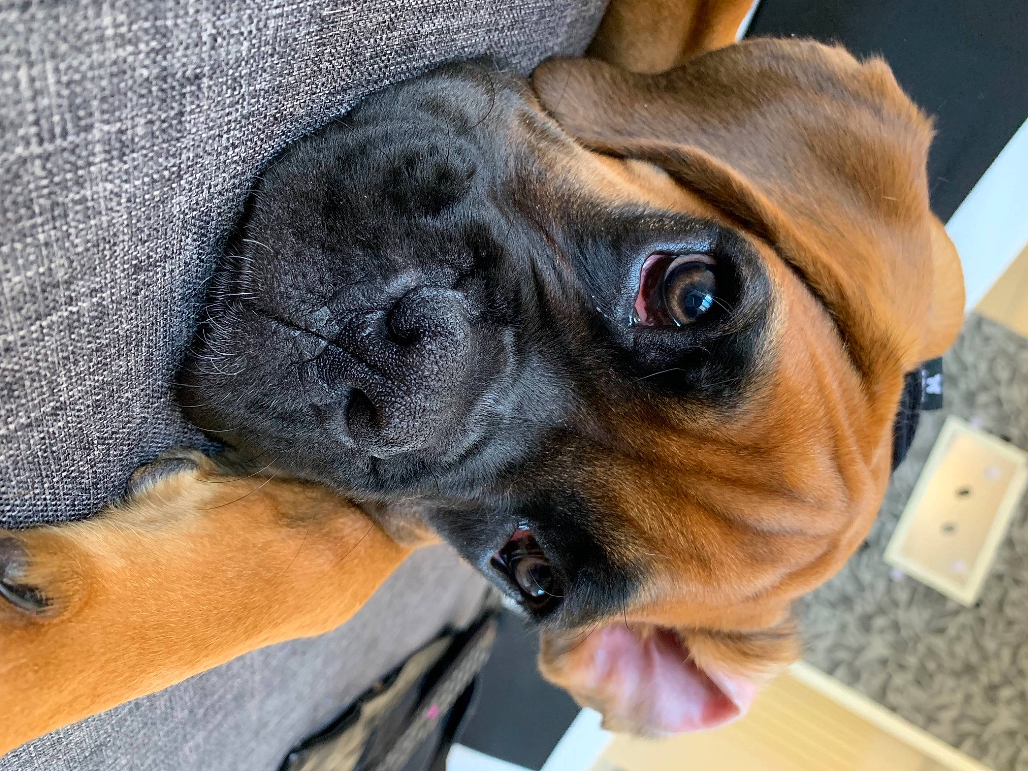 Gohan participe au concours pour gagner de l'argent avec cette photo : boxer, canidae, carnivore, comfort, companion_dog, dog, dog_breed, fawn, guard_dog, liver, old_english_bulldog, pet_supply, puppy, skin, snout, sporting_group, whiskers, working_animal, working_dog, wrinkle