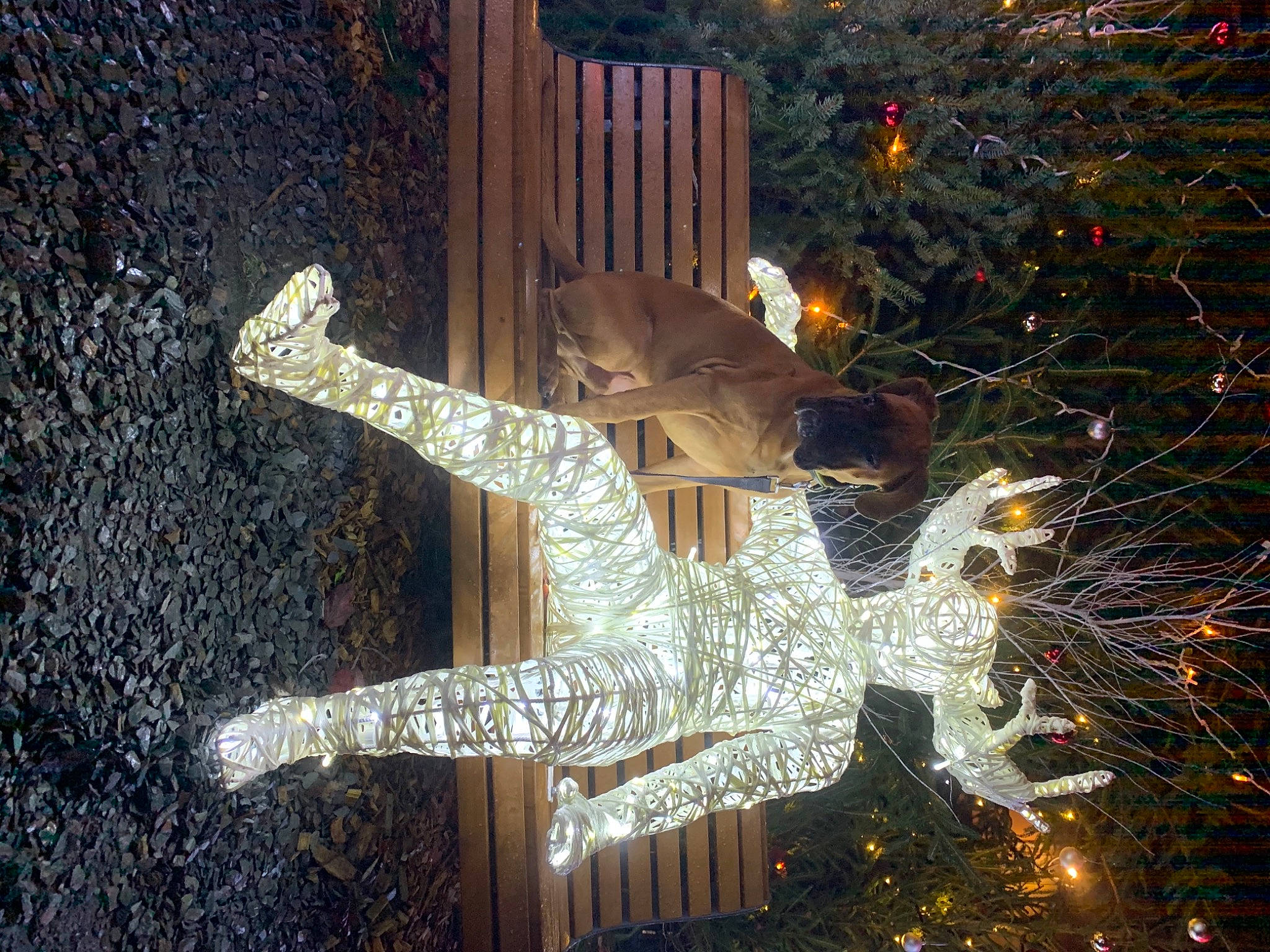 Gohan a rejoint le concours — aidez-le/la à gagner de superbes lots ! christmas, christmas_decoration, christmas_eve, christmas_lights, christmas_tree, conifer, fir, holiday, home_fencing, ornament, sculpture, shadow, tradition