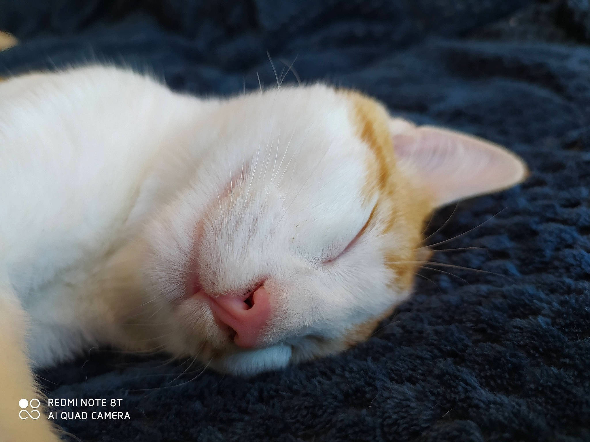 Georges a rejoint le concours — aidez-le/la à gagner de superbes lots ! asian, carnivore, cat, colorpoint_shorthair, ear, fawn, felidae, fur, khao_manee, mammal, nap, nose, paw, skin, small_to_medium_sized_cats, snout, turkish_angora, turkish_van, whiskers