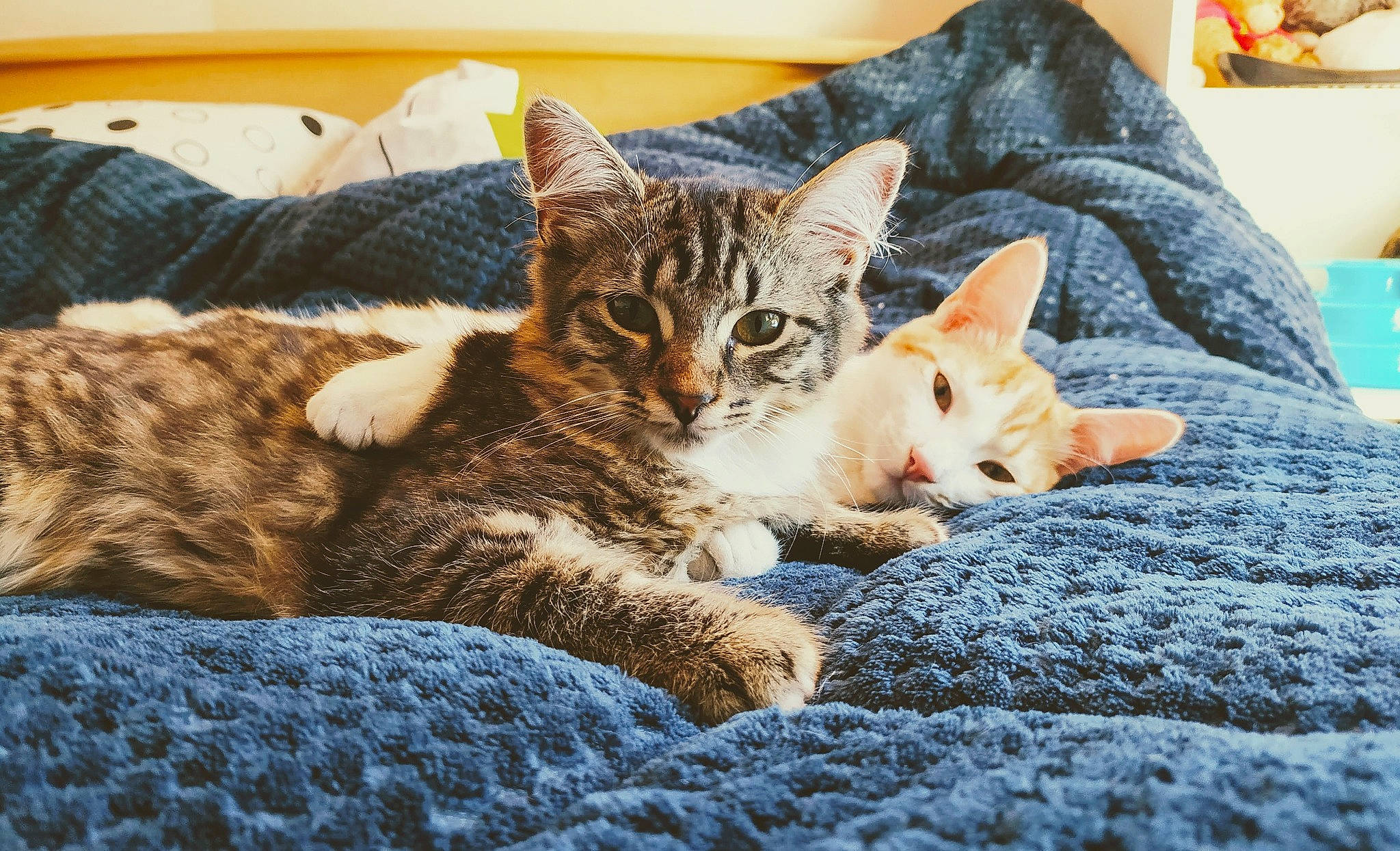 Georges participe au concours pour gagner de l'argent avec cette photo : aegean_cat, american_wirehair, arabian_mau, asian, australian_mist, carnivore, cat, domestic_short_haired_cat, dragon_li, european_shorthair, felidae, fur, furniture, german_rex, kitten, mammal, small_to_medium_sized_cats, snout, tabby_cat, whiskers