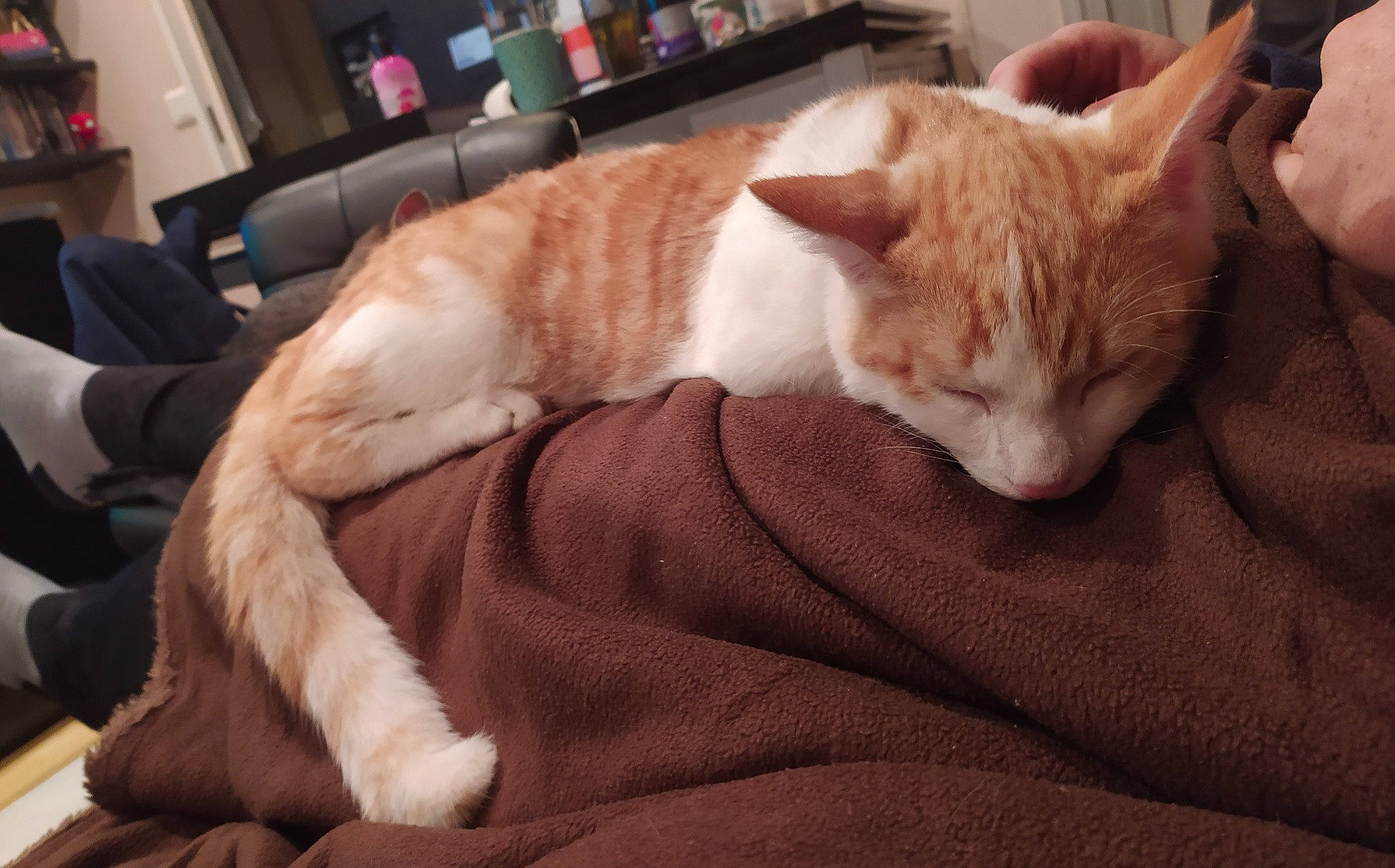 Georges a rejoint le concours — aidez-le/la à gagner de superbes lots ! arabian_mau, asian, carnivore, cat, ear, european_shorthair, fawn, felidae, fur, german_rex, mammal, nap, paw, small_to_medium_sized_cats, tail, whiskers