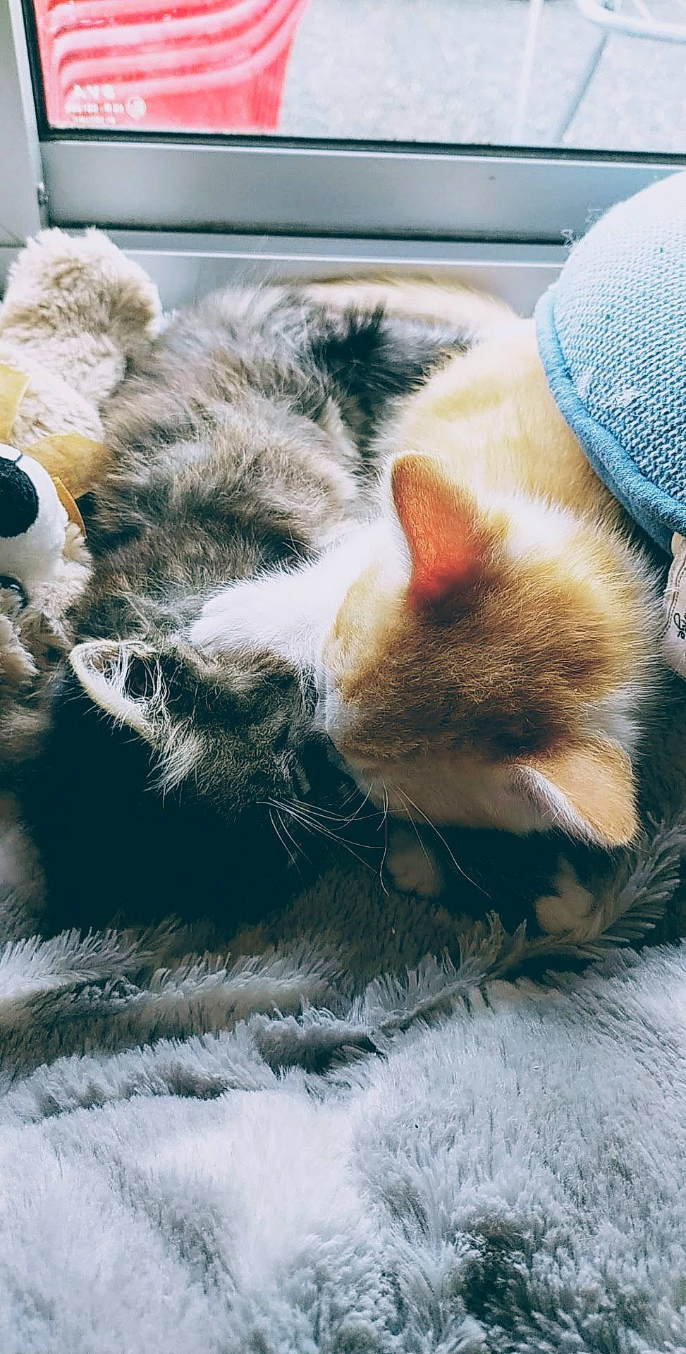 Coré a rejoint le concours — aidez-le/la à gagner de superbes lots ! carnivore, cat, claw, ear, felidae, fur, kitten, nap, nose, paw, polydactyl_cat, sleep, small_to_medium_sized_cats, snout, whiskers