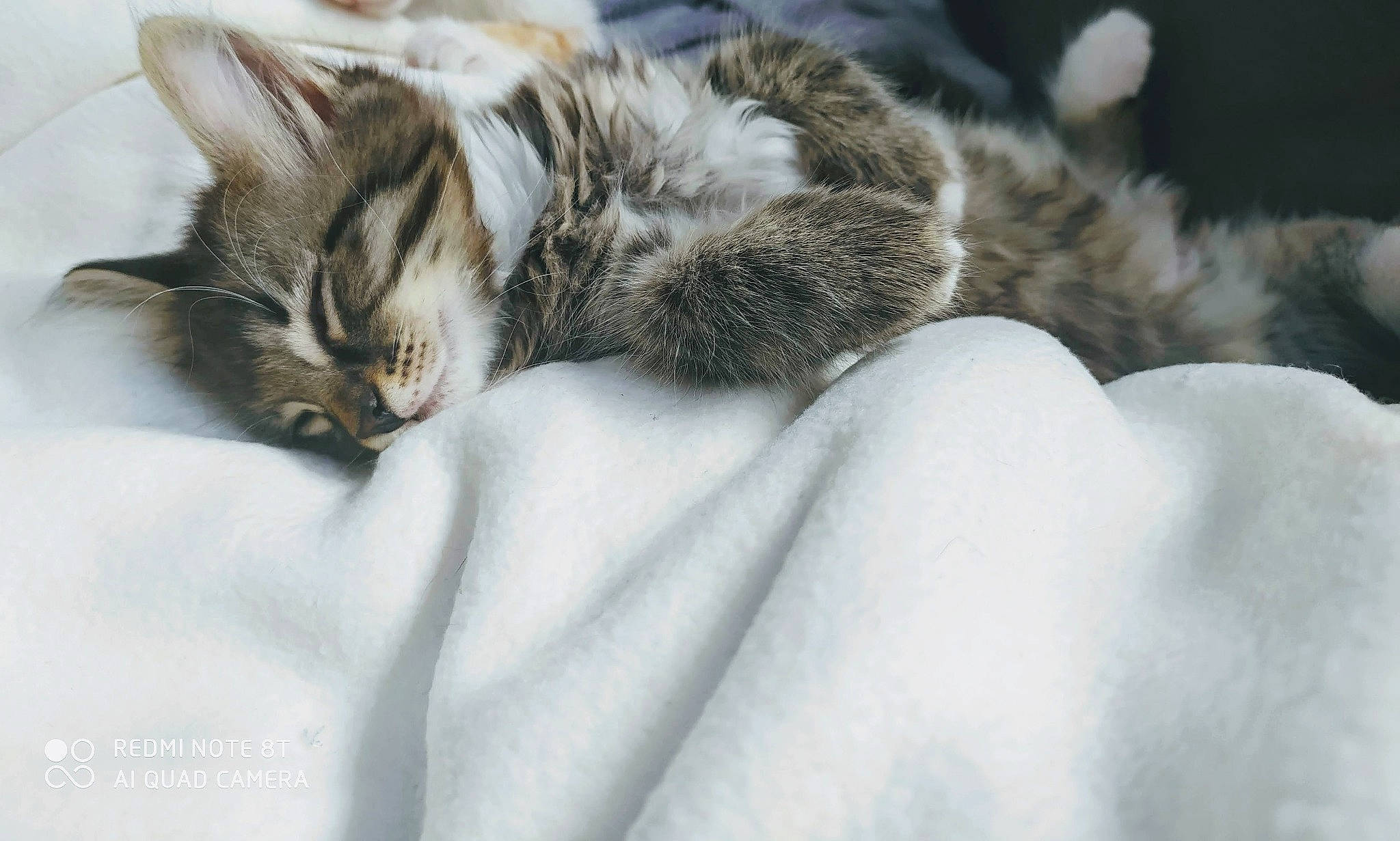 Coré a rejoint le concours — aidez-le/la à gagner de superbes lots ! aegean_cat, american_shorthair, american_wirehair, asian, carnivore, cat, domestic_short_haired_cat, dragon_li, ear, european_shorthair, felidae, fur, kitten, mammal, nap, norwegian_forest_cat, sleep, small_to_medium_sized_cats, tabby_cat, whiskers