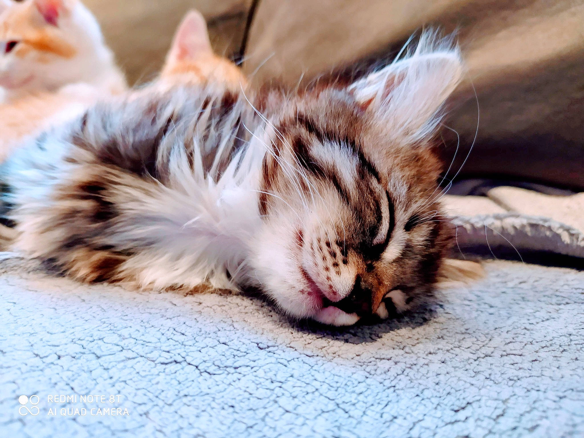 Coré participe au concours pour gagner de l'argent avec cette photo : aegean_cat, carnivore, cat, claw, ear, european_shorthair, felidae, fur, kitten, maine_coon, mammal, nap, norwegian_forest_cat, paw, sky, sleep, small_to_medium_sized_cats, snout, tabby_cat, whiskers