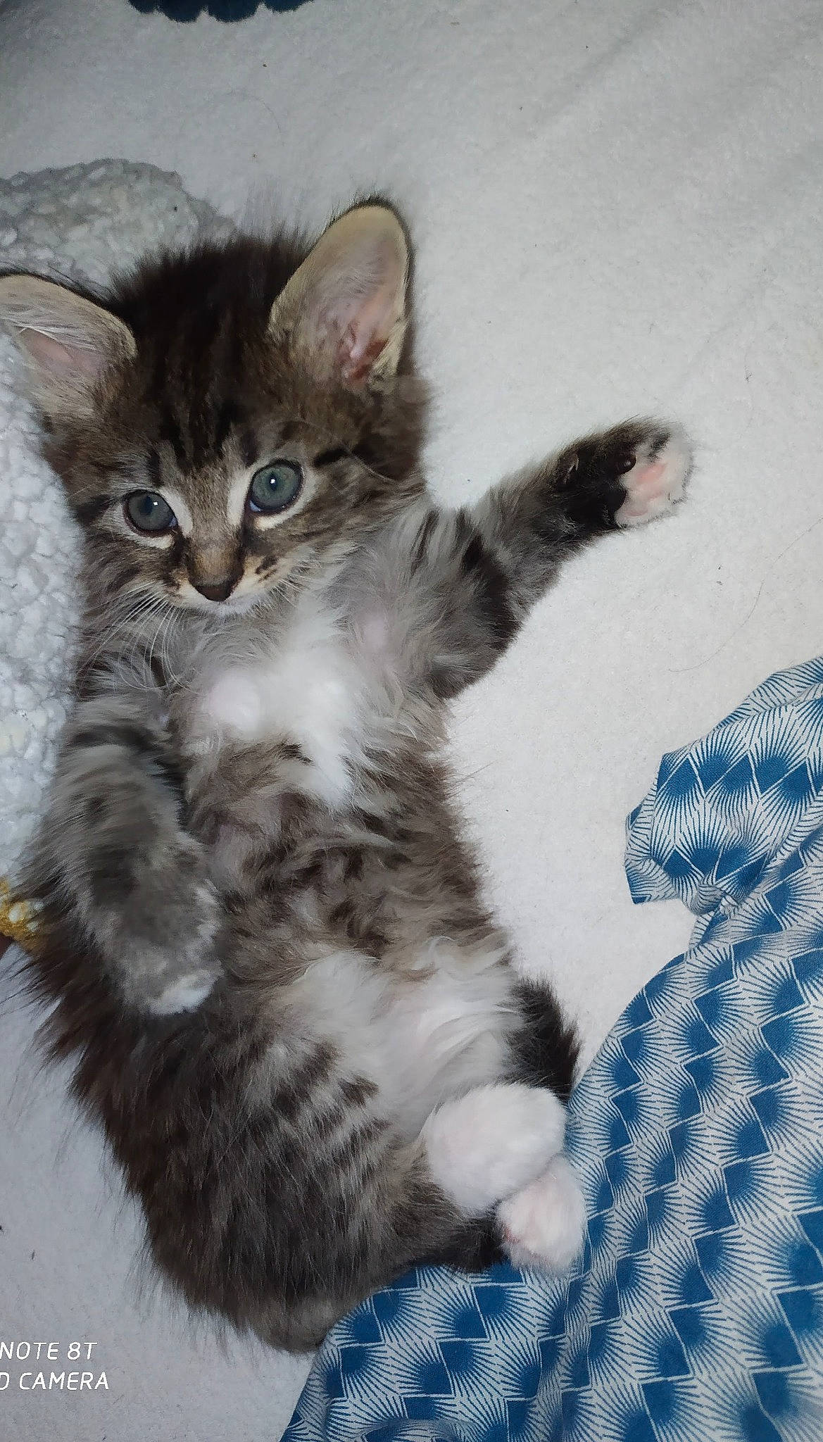 Coré a rejoint le concours — aidez-le/la à gagner de superbes lots ! aegean_cat, american_shorthair, american_wirehair, asian, carnivore, cat, domestic_long_haired_cat, domestic_short_haired_cat, dragon_li, european_shorthair, felidae, kitten, mammal, norwegian_forest_cat, polydactyl_cat, siberian, small_to_medium_sized_cats, tabby_cat, vertebrate, whiskers