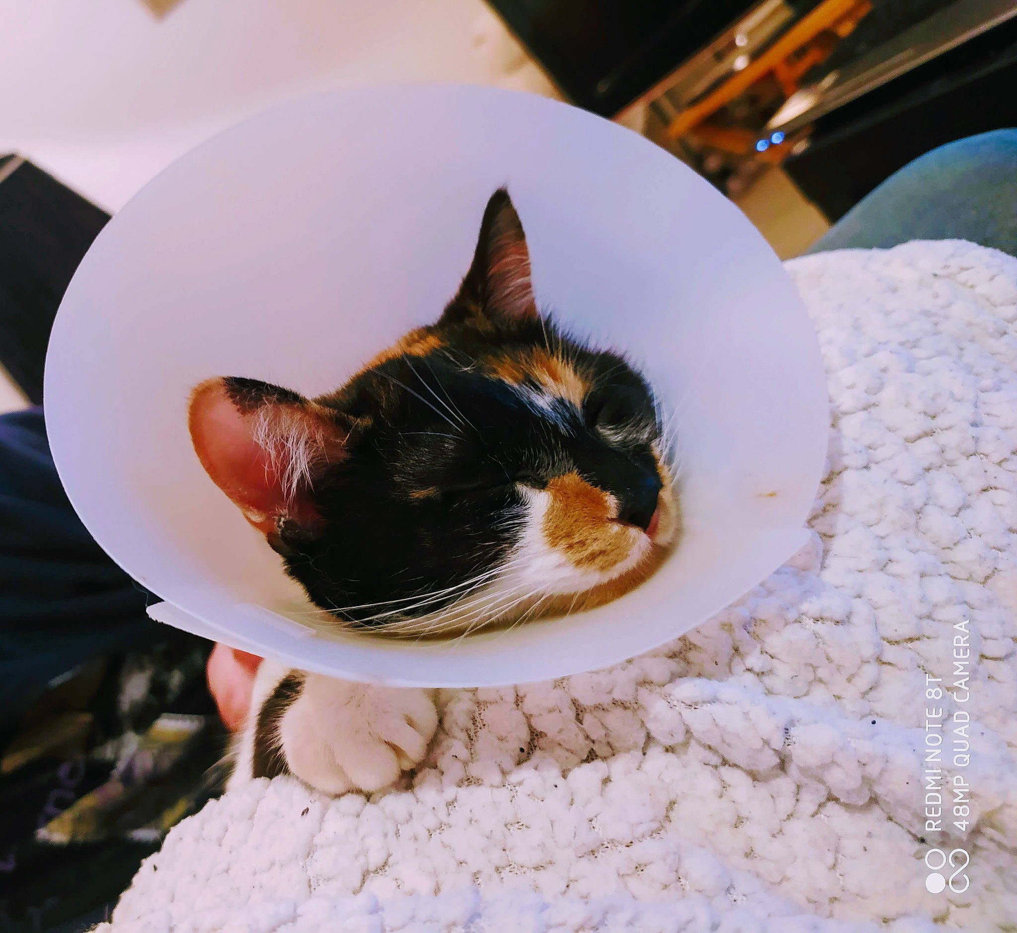 Wendy a rejoint le concours — aidez-le/la à gagner de superbes lots ! carnivore, cat, ear, eye, felidae, small_to_medium_sized_cats, whiskers